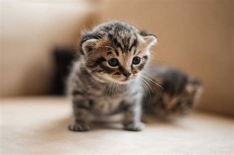 Cómo cuidar a un gato recién nacido